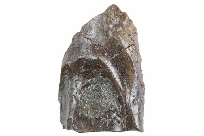 Fossil Triceratops Shed Tooth - Wyoming #358273
